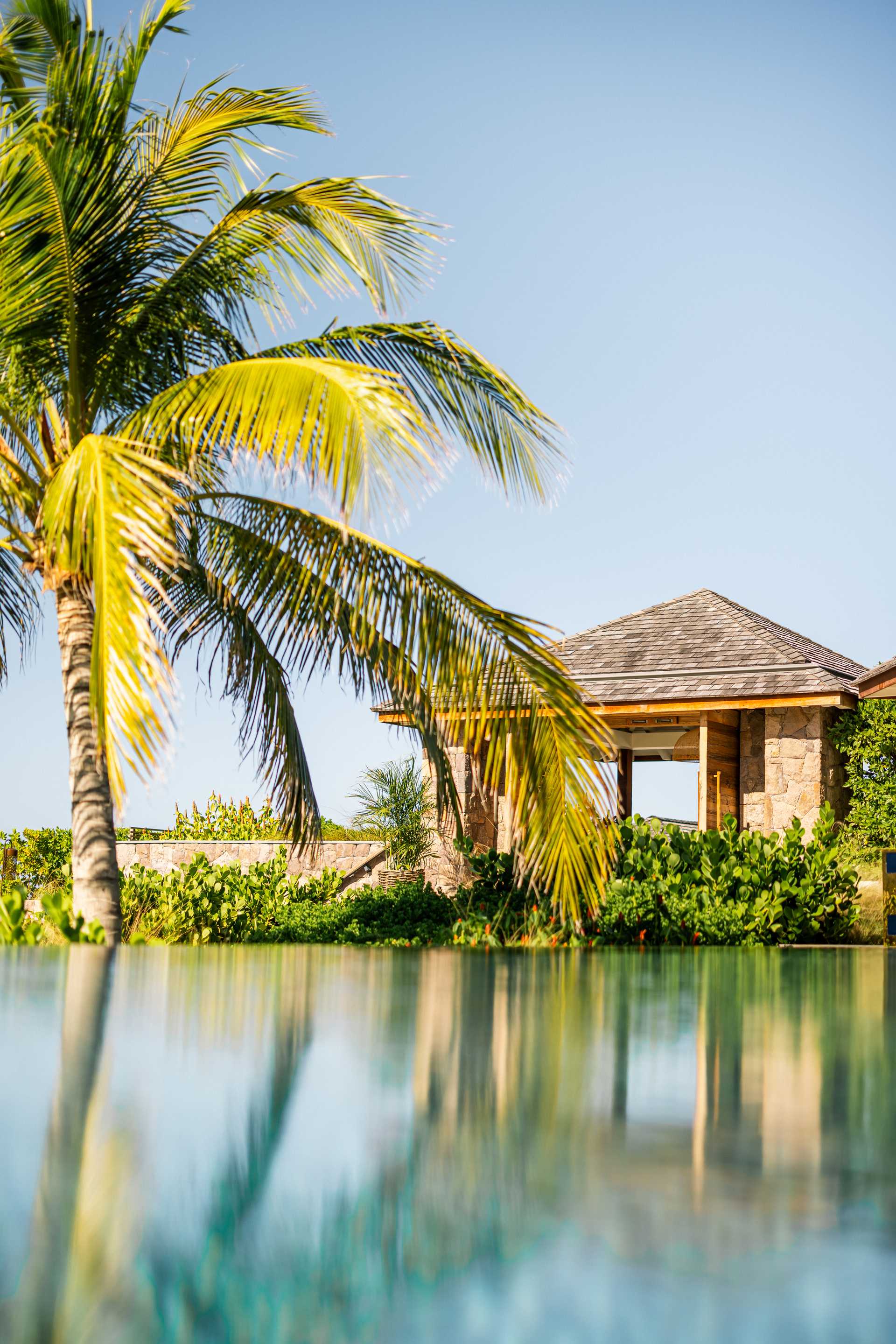 palm tree pool